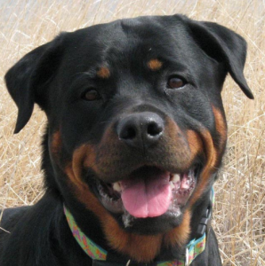 Rottweiler