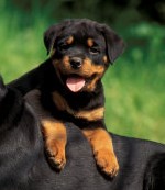 colitis_in_rottweilers_1 (3)