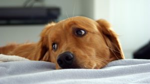 golden-retriever-photography-pics