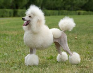 poodle6