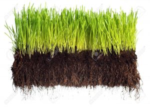 7447677-Green-grass-showing-roots-Stock-Photo-grass-soil-turf