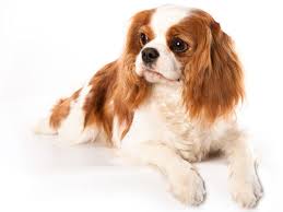 King Charles Spaniel