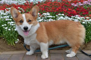 Pembroke-Welsh-Corgi-outdoors