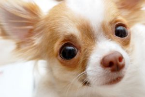 chihuahua closeup