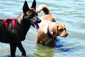 Wrigley and Trixie