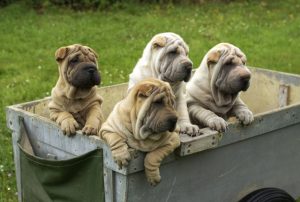 shar pei, autralian shepherd in a garden