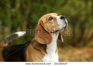 stock-photo-beagle-dogs-portrait-324393437