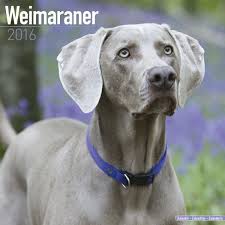 Weimaraner