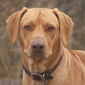 rhodesian ridgeback liver nose