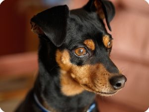 how-to-train-a-miniature-pinscher