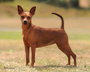 miniature-pinscher-01