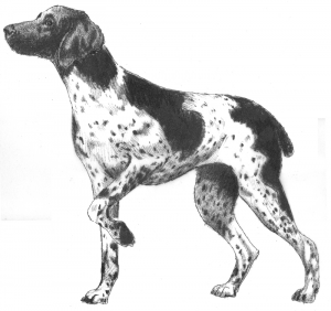 German Shorthair Pointer